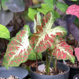 Muda de Caladium Marjorie