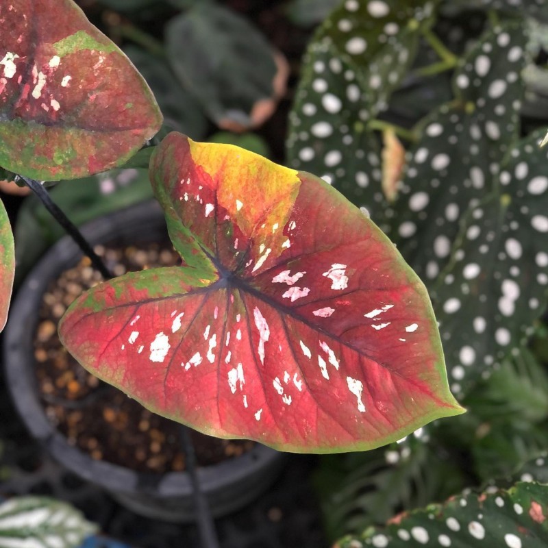 comprar muda de caladium Nadine