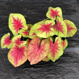 Muda de Caladium Rebeca