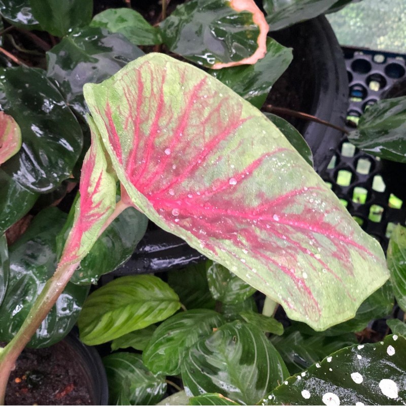 comprar muda de caladium Silvia