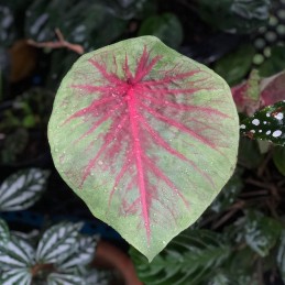 comprar muda de caladium Janaína