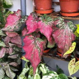 Muda de Caladium Tatiana