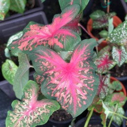 Muda de Caladium Monica