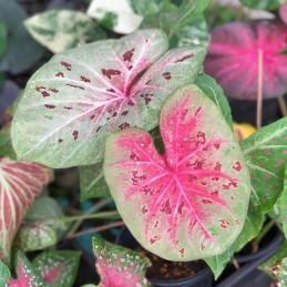 Muda de Caladium Lídia
