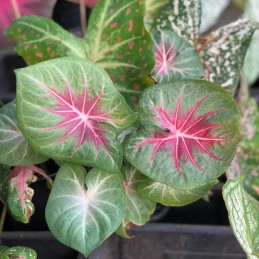 Muda de Caladium Ema