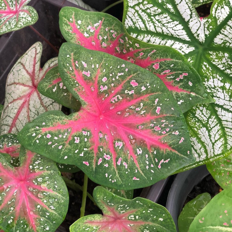 comprar muda de caladium Rafaela Júlia