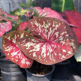 Muda de Caladium Eduarda Lívia