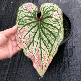 comprar muda de caladium Sophia Vitória
