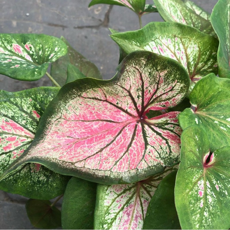 comprar muda de caladium  Beatriz Raissa