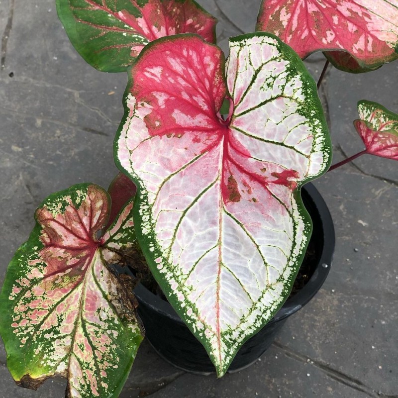 comprar muda de caladium Isabella Helen