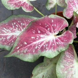 comprar muda de caladium Caroline