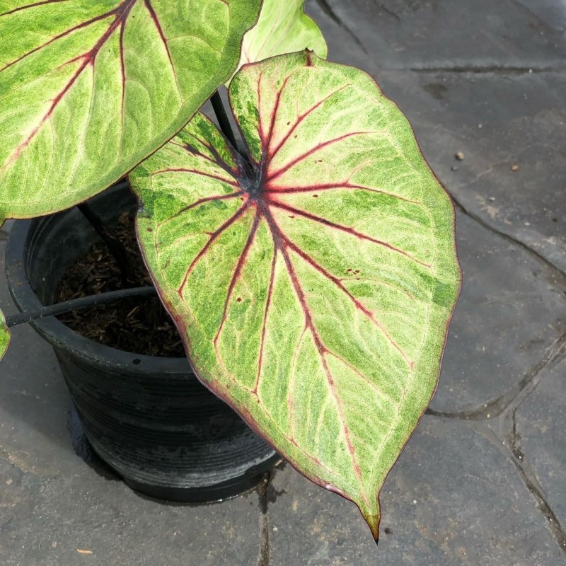 comprar muda de caladium Carol