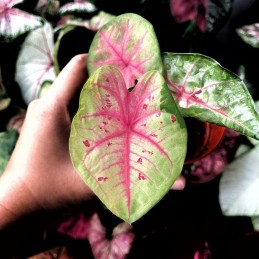 venda de caladium