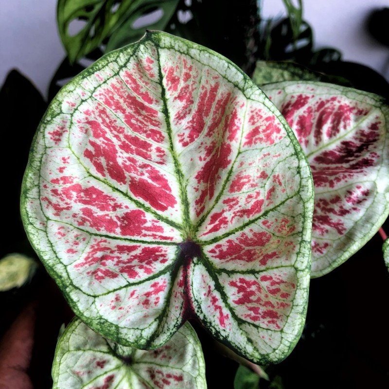 venda de caladium