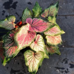 mudas de caladium