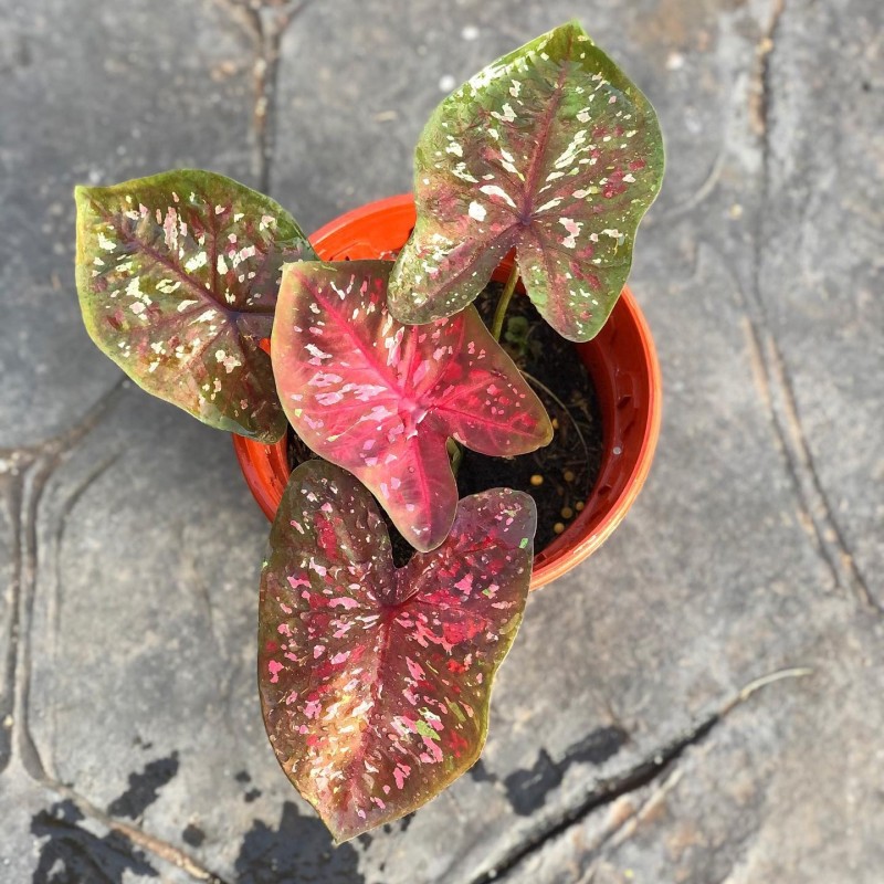 venda de planta caladium
