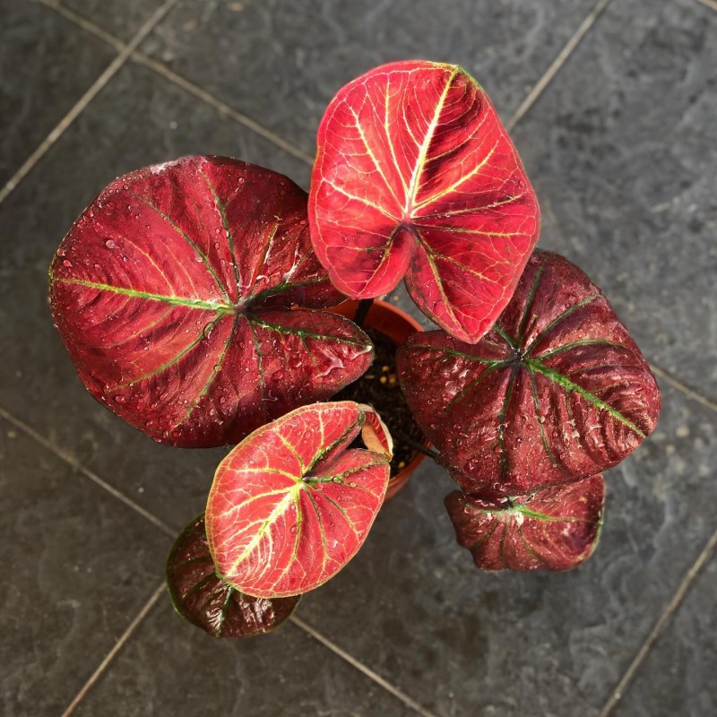 venda de muda de planta caladium