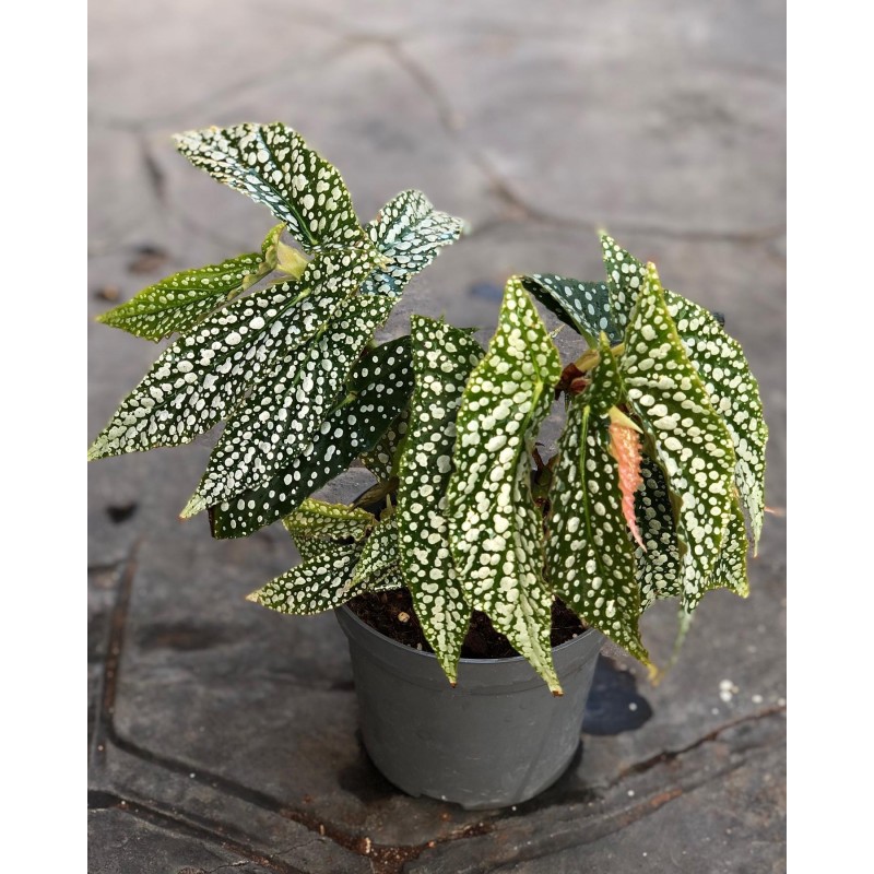 Mudas de planta caladium