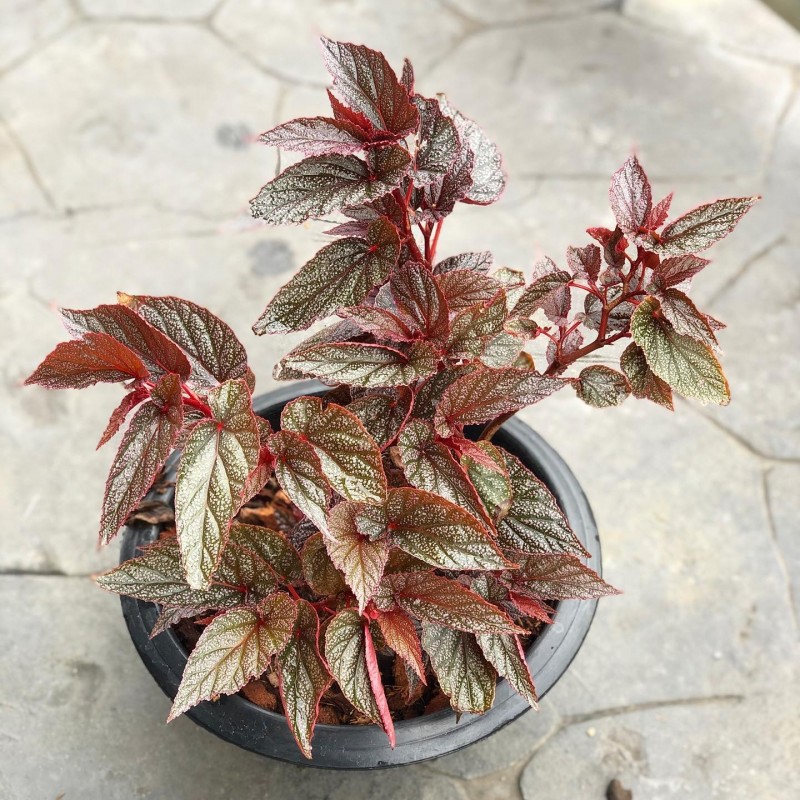 Venda de plantas de caladium