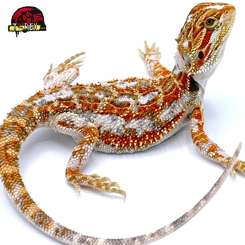 Criatório Pogonas Répteis Legalizados