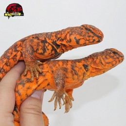Répteis Uromastyx Legalizado