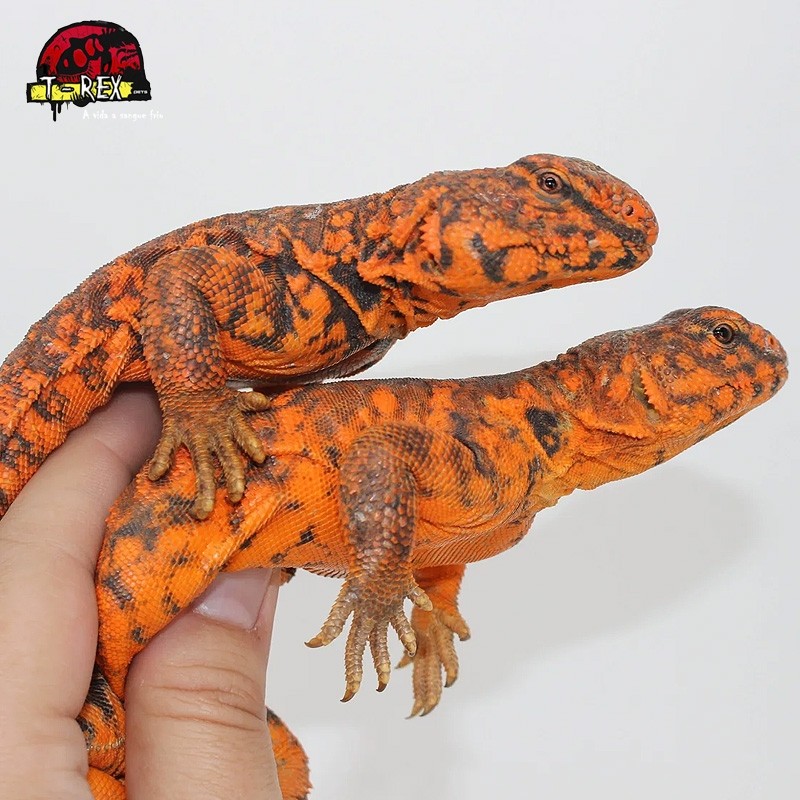 Répteis Uromastyx Legalizado