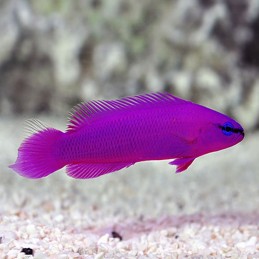 comprar peixe marinho Pseudochromis Fridmani
