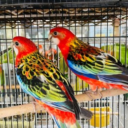 Filhote de Rosela Vermelha