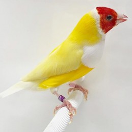 comprar Diamante Gould Amarelo