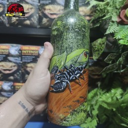 Garrafa - Pandinus Imperator