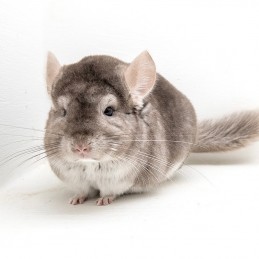 Chinchila Bege Macho