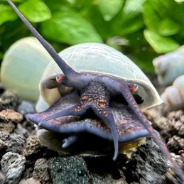 comprar caramujo ampularia azul