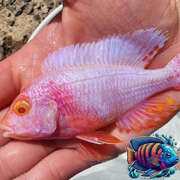 Aulonocara Dragon Blood