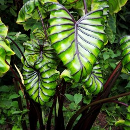 muda de planta pharao mask