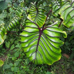 venda de muda de colocasia pharao mask