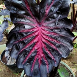 Colocasia The King