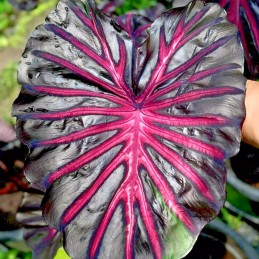 muda de Colocasia The King