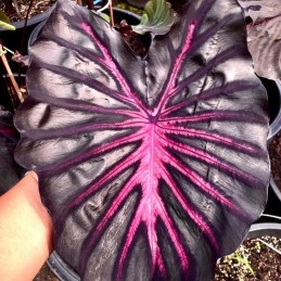 colocasia vermelha