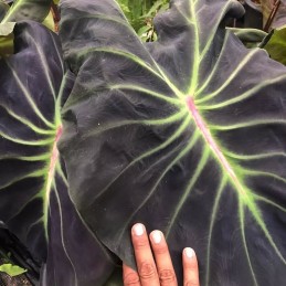 comprar muda de colocasia