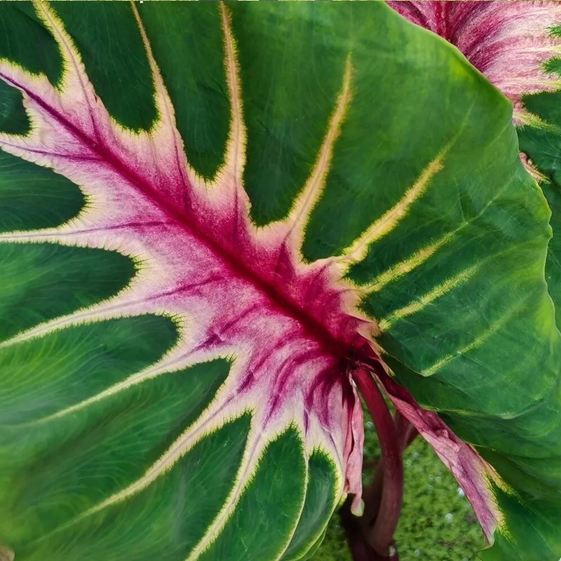 comprar colocasia raridade