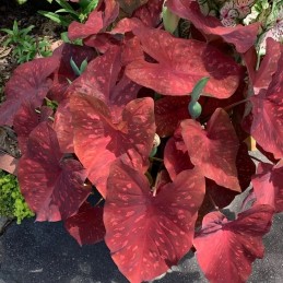caladium burning heart