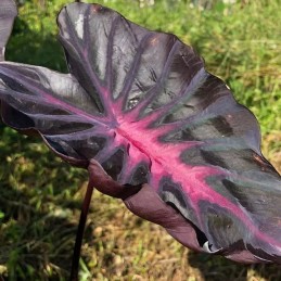 venda de colocasia purple star