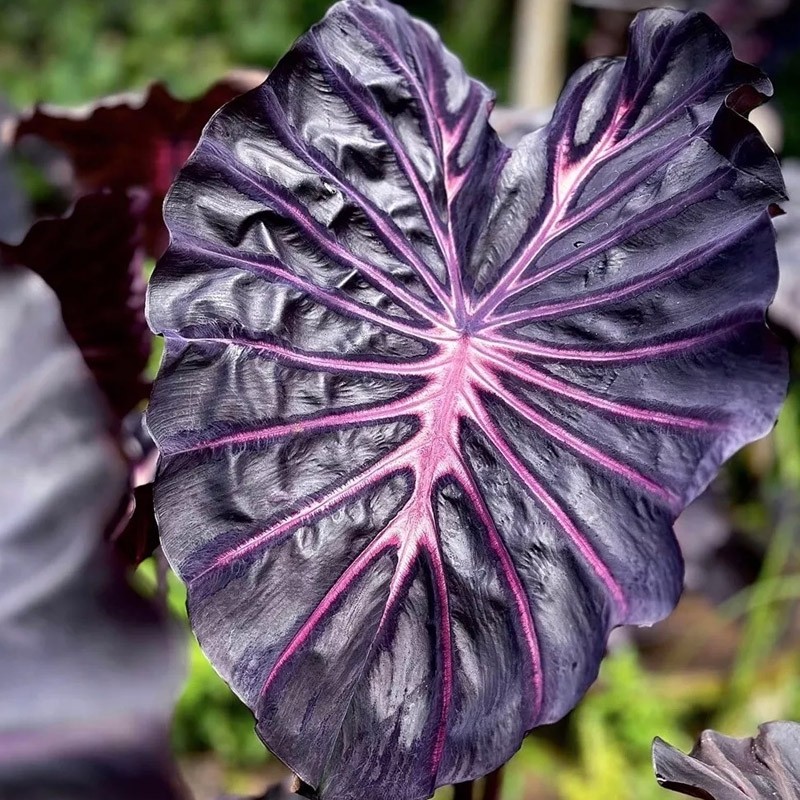 comprar muda de colocasia roxa