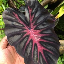 comprar muda de colocasia colorida
