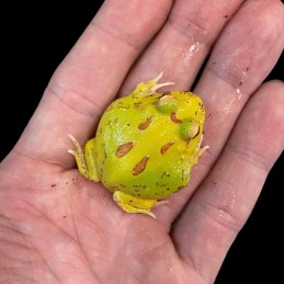 Comprar sapo pacman legalizado