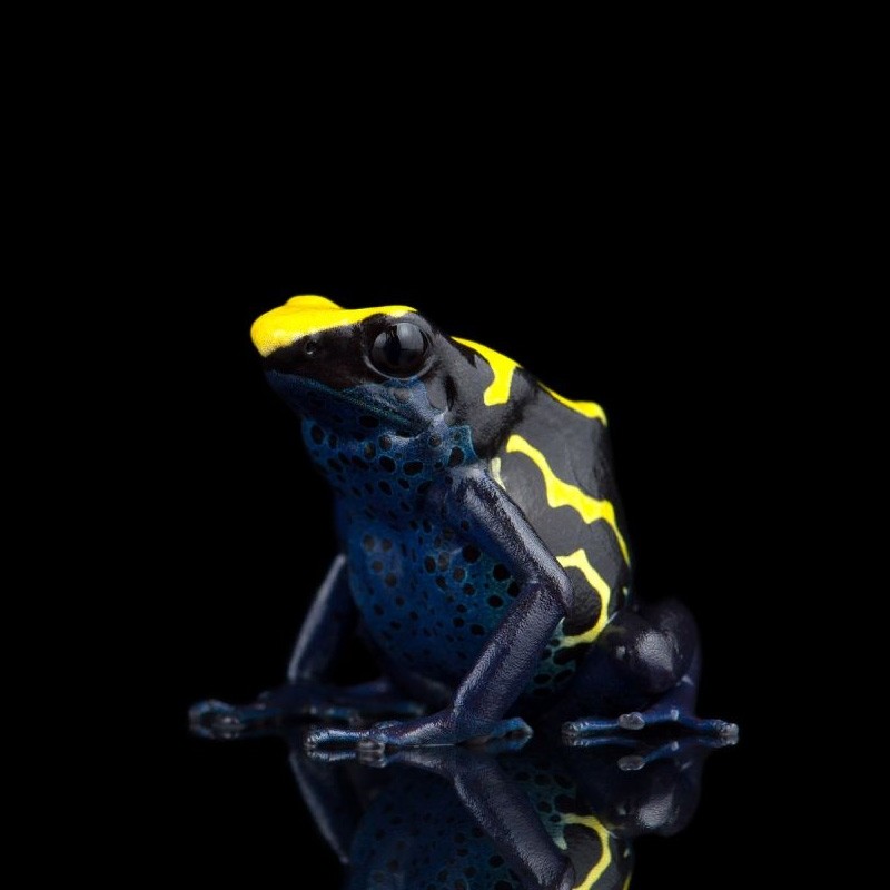 Sapo Dendrobates Legalizado