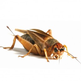 Comprar Grilo Vivo