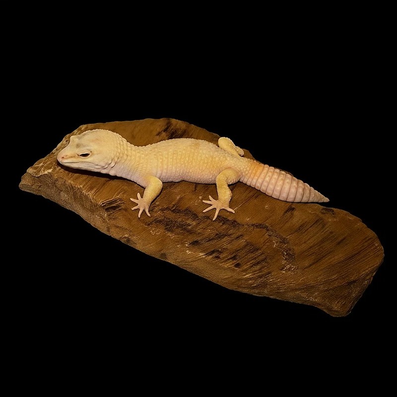 Pedra Aquecida para Répteis