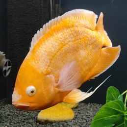 Peixe Oscar Red Ruby