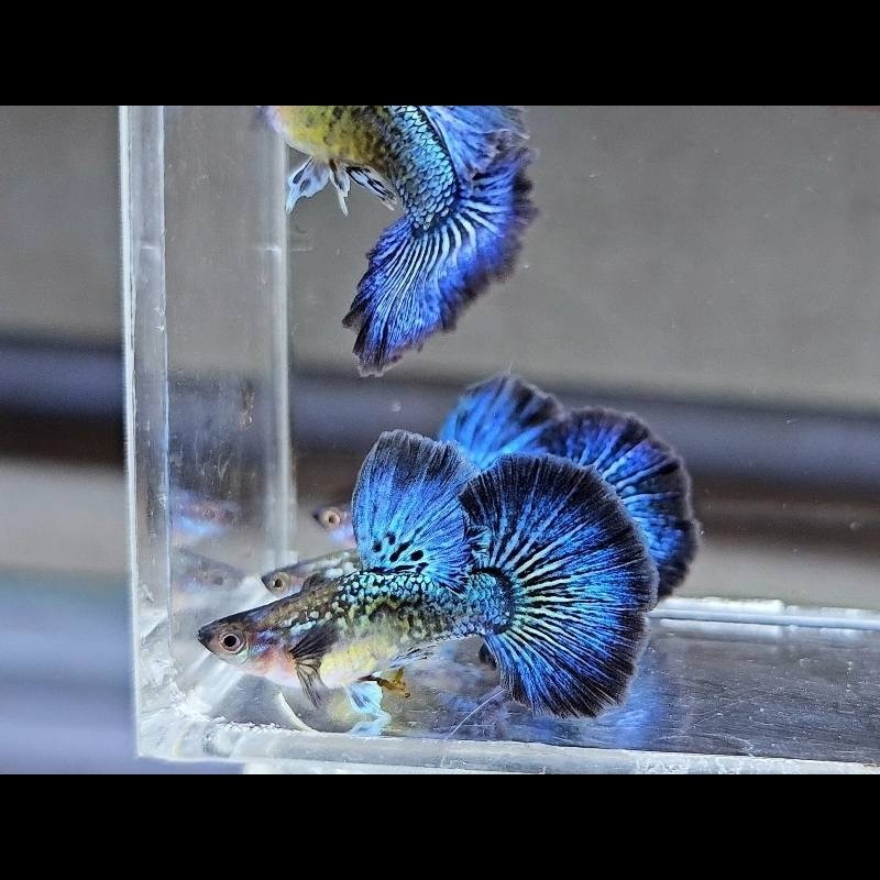 Peixe Guppy SS Blue Dragon